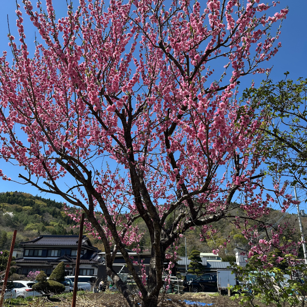 While exploring Mt. Fuji on my own, I came across this cherry blossom tree. Cherry blossoms symbolize renewal and new beginnings — a beautiful reminder as I went through my own new beginning.