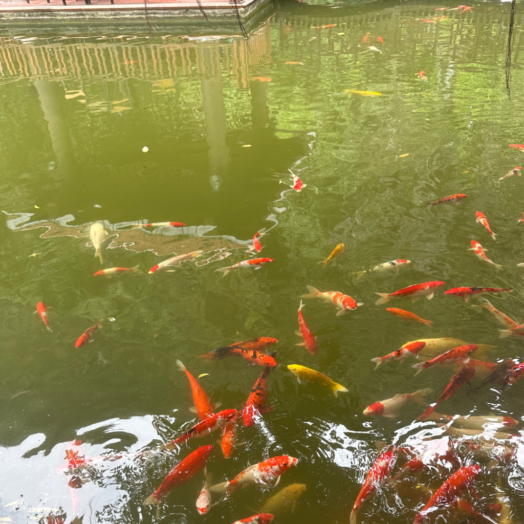 Colorful koi fish swimming in a peaceful pond in Vietnam, symbolizing calm, reflection, and self-growth during solo travel.